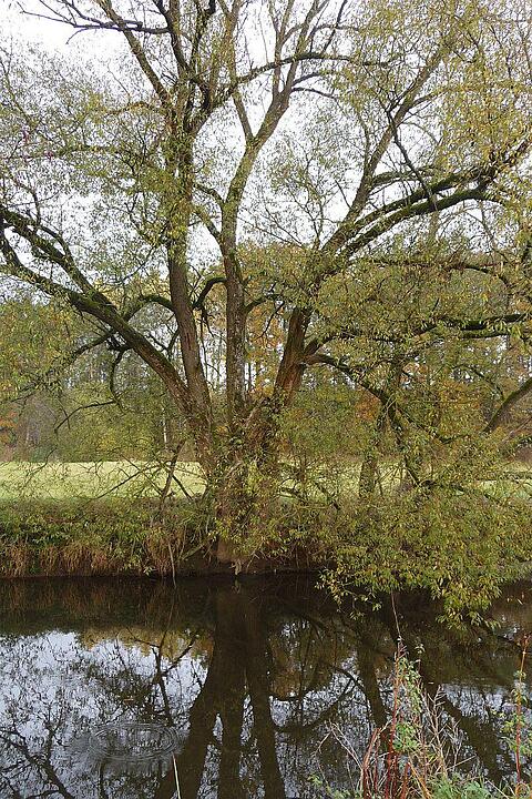 Baum am Mainufer