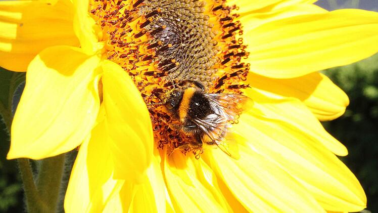 Sonnenblume als Nektarquelle
