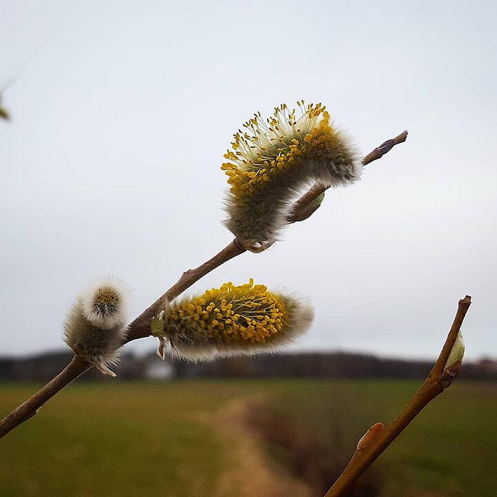 Frühling in Forchheim und Umgebung: Die schönsten Fotos unserer Nutzer