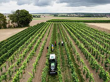 Beginn der Weinlese in Deutschland