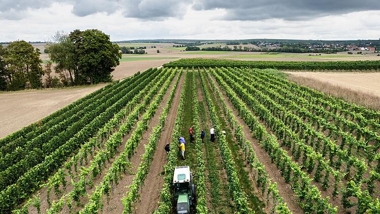 Beginn der Weinlese in Deutschland