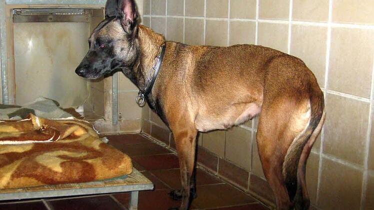 Wer kennt diesen Hund und weiß, wo er vorher gelebt hat?