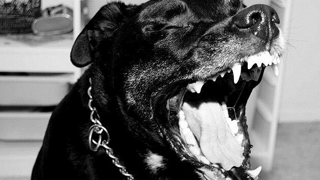 Sind Listenhunde, wirklich aggressiver als andere Rassen? Symbolfoto:  zienigma/pixabay