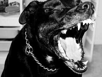 Sind Listenhunde, wirklich aggressiver als andere Rassen? Symbolfoto:  zienigma/pixabay