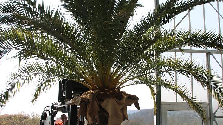 Das Umtopfen der bis zu dreieinhalb Tonnen schweren Palmen ist nur mit Gabelstapler und Spezialgreifer möglich. Holger Paff arbeitet Andreas Munack (rechts) in die Pflege der Pflanzen ein. Foto: Ralf Ruppert