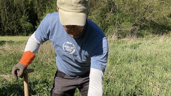 Wenn der Vegetationskegel von der Wurzel getrennt ist, kann die Pflanze in der Sonne trocknen und anschließend entsorgt werden.