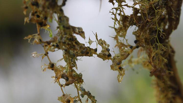 Die kleinen schwarzen Blasen sind die Fallen, in die er seine Beute einsaugt,