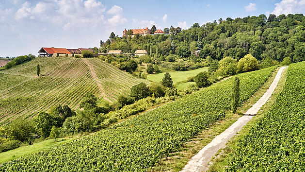 Weinberge im Steigerwald.