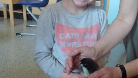 Leni ist vom Küken begeistert Foto: privat