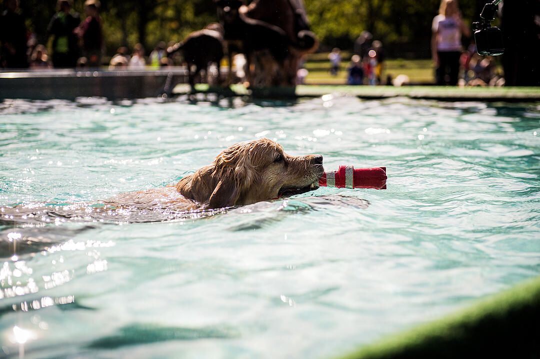 Leinen los! Hunderte Fellnasen erobern Freibad nach Saisonende