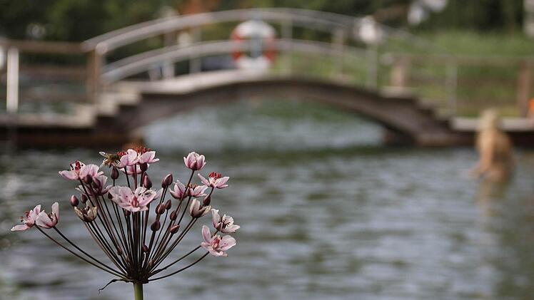 Eine Schwanenblume im Naturbad Weißenbrunn bei Nürnberg. Foto: Mathias Orgeldinger