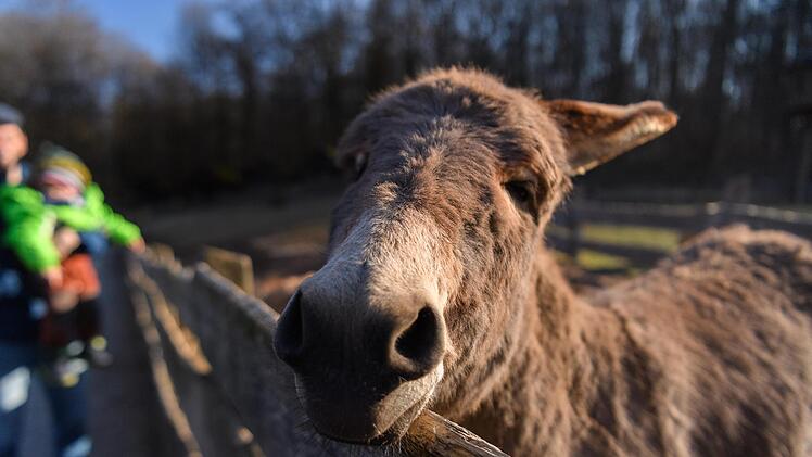 Im Wildpark Klaushof in warten einige Tiere.