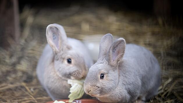 Tiergarten Nürnberg: Seltene Luxkaninchen neu im Kinderzoo - "Extrem gefährdet"
