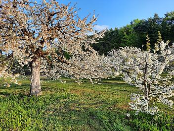 Landkreis Forchheim: Fr&auml;nkische Schweiz wird zum Bl&uuml;tenmeer - Bl&uuml;tenbarometer zeigt Stadium an
