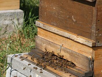 Hochbetrieb am Flugloch beim Bienenmonitoring in diesem Jahr. Foto: gg