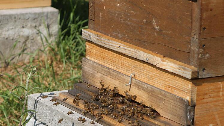 Hochbetrieb am Flugloch beim Bienenmonitoring in diesem Jahr. Foto: gg