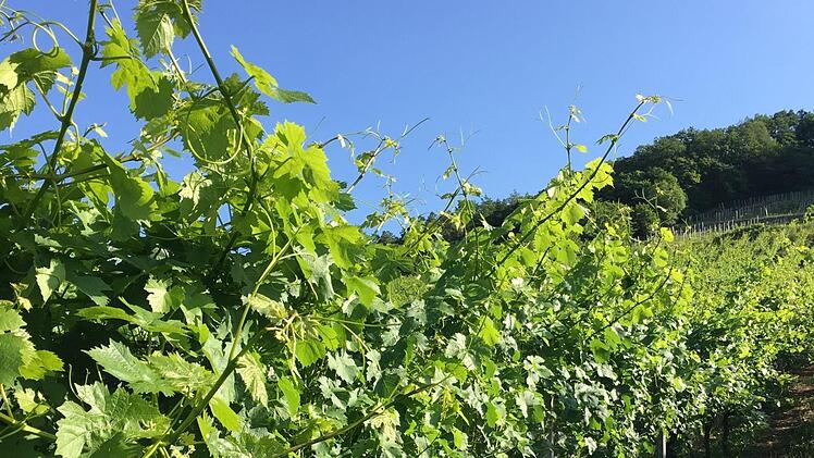Weinreben fühlen sich bei dem mediterranen Klima wohl.  Foto: Katja Müller