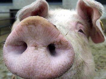 Als Schimpfwort muss das Schwein oft herhalten, dabei ist so eine Sau eigentlich ein sehr reinliches Tier. Trotzdem bleibt es eine Schweinerei, wenn eine Hofeinfahrt als Hundeklo missbraucht wird. Foto: Roland Weihrauch/dpa
