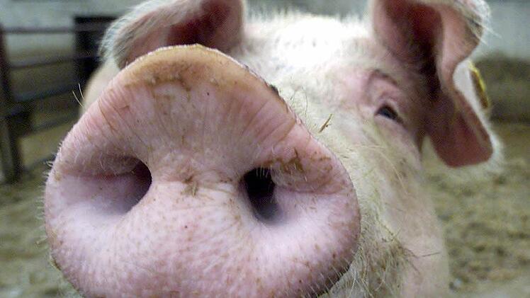 Als Schimpfwort muss das Schwein oft herhalten, dabei ist so eine Sau eigentlich ein sehr reinliches Tier. Trotzdem bleibt es eine Schweinerei, wenn eine Hofeinfahrt als Hundeklo missbraucht wird. Foto: Roland Weihrauch/dpa