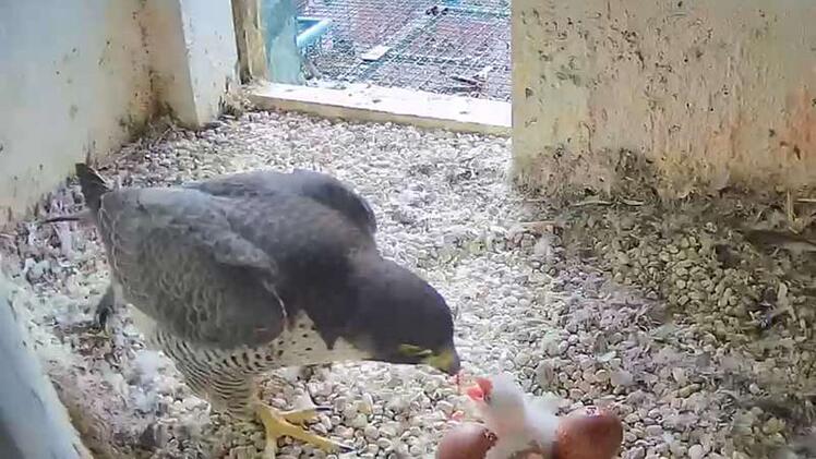 Nürnberg: Wanderfalken-Küken auf der Kaiserburg aus Ei geschlüpft - Beobachter können Vogel live verfolgen