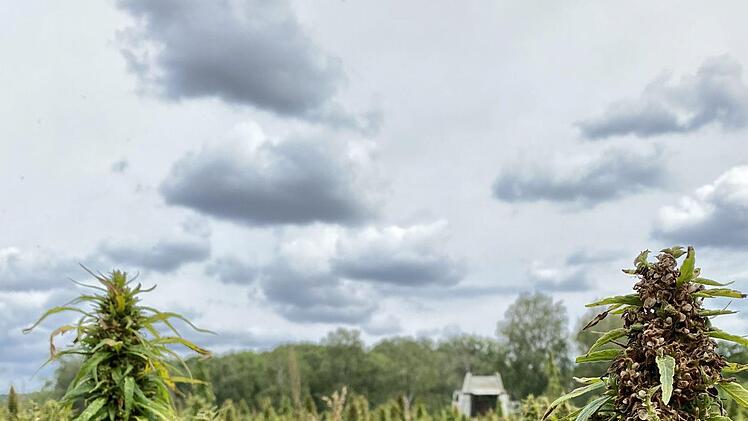 Der im Streutal angebaute Hanf wird ohne Pflanzenschutzmittel angebaut und später beispielsweise zu Hanföl weiterverarbeitet.  Johanna Manger