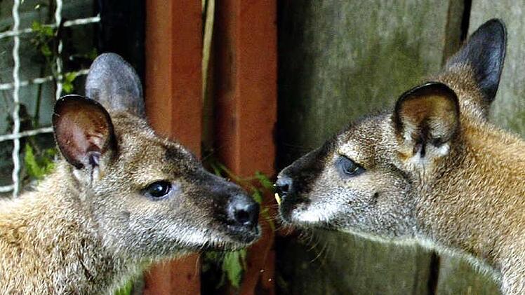 Am Freitagmorgen wurden drei K&auml;ngurus in einem Wildpark in Nordrhein-Westfalen get&ouml;tet. Symbolbild: Armin Weigel/dpa