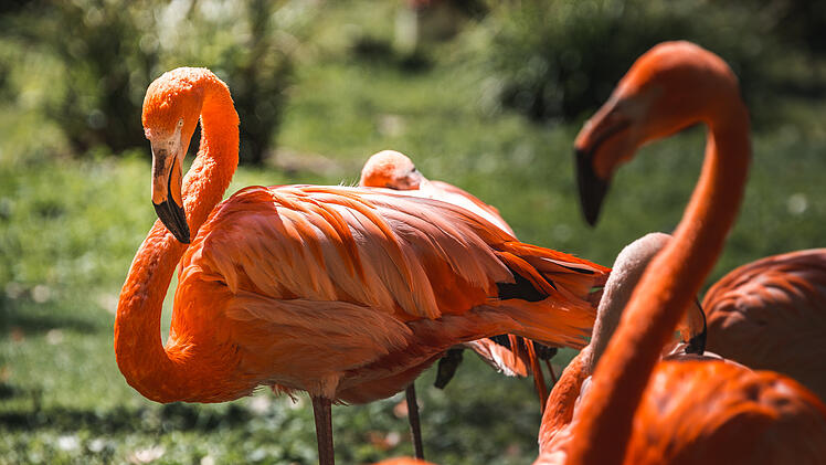 Flamant!