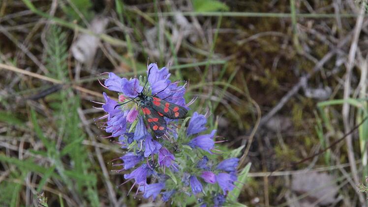Seltene Pflanzen fühlen sich hier wohl.  Foto: Josef Hofbauer
