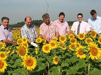 Kontrolle im Sonnenblumenfeld: In anderen Jahren waren die Pflanzen Ende Juli schon viel höher gewachsen. Fotos: Sabine Paulus