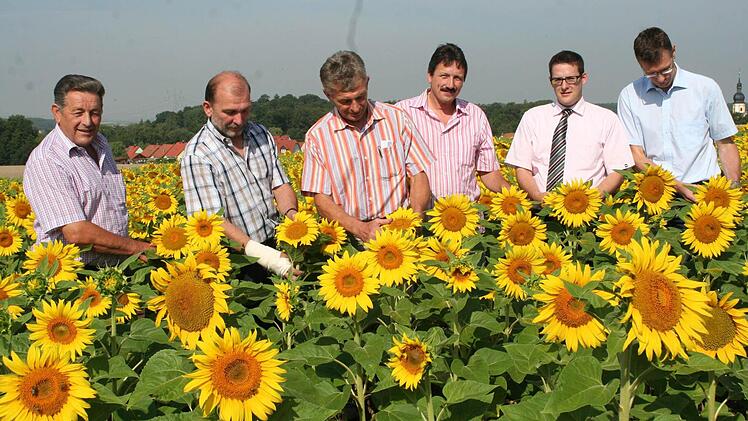 Kontrolle im Sonnenblumenfeld: In anderen Jahren waren die Pflanzen Ende Juli schon viel höher gewachsen. Fotos: Sabine Paulus