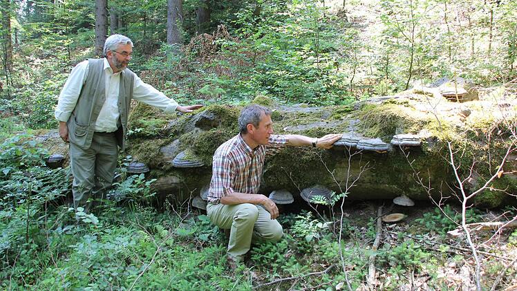 Peter Hagemann (links) und Fritz Maier am Totholz der Buche, an der Zunderschwämme wachsen.   Foto: Friedwald Schedel