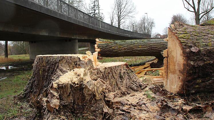 Die Bäume an der Flutbrücke in Höchstadt mussten für die Brückenbauarbeiten weichen. Mitte März rollen die Bagger an.  Fotos: Christian Bauriedel