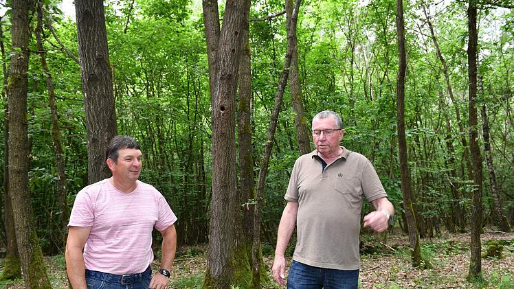 Klaus Dörnbrack (rechts) an der Stelle im Wald bei Burgebrach, an der  sein Freund Karl-Heinz Schwarm von  einem Hornissenschwarm angegriffen worden war. Foto: Ronald Rinklef
