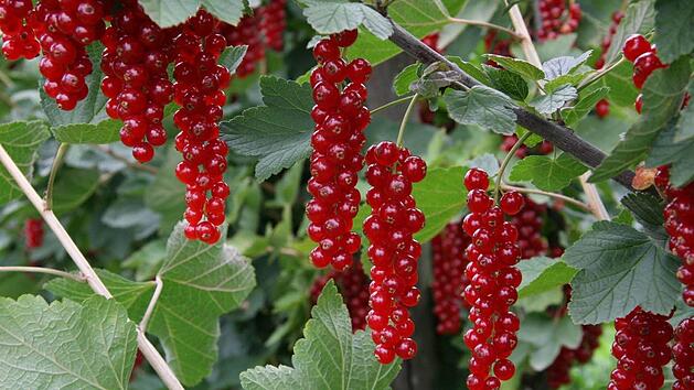 Johanissbeeren mit Sonnenbrand sind ungenie&szlig;bar und neigen dazu, zu faulen. Foto: Archiv
