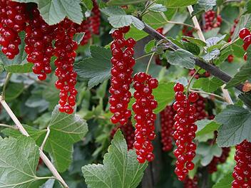 Johanissbeeren mit Sonnenbrand sind ungenießbar und neigen dazu, zu faulen. Foto: Archiv