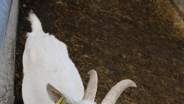 120 Edelziegen und 3000 Legehennen hat die Familie Stähr auf ihrem Biohof. Foto: Vera Schiller