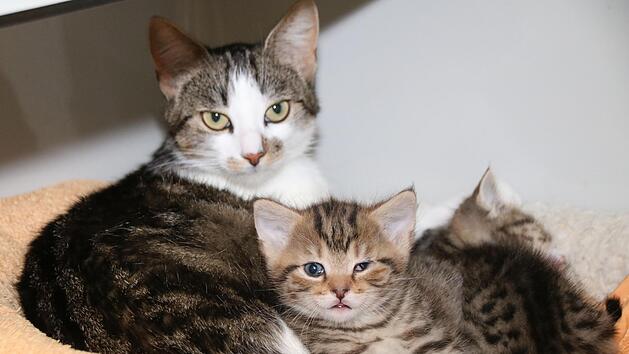 Immerhin: Diese K&auml;tzchen sind mit ihrer Mutter abgegeben worden. Aber auch sie sind krank, m&uuml;ssen aufgep&auml;ppelt werden. 150 Katzen leben derzeit im Tierheim Wannigsm&uuml;hle. Die Mitarbeiter sind am Limit. Foto: Thomas Malz