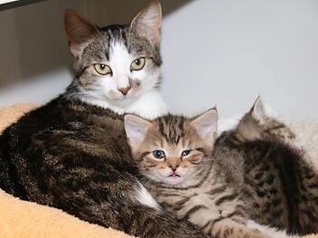 Immerhin: Diese Kätzchen sind mit ihrer Mutter abgegeben worden. Aber auch sie sind krank, müssen aufgepäppelt werden. 150 Katzen leben derzeit im Tierheim Wannigsmühle. Die Mitarbeiter sind am Limit. Foto: Thomas Malz