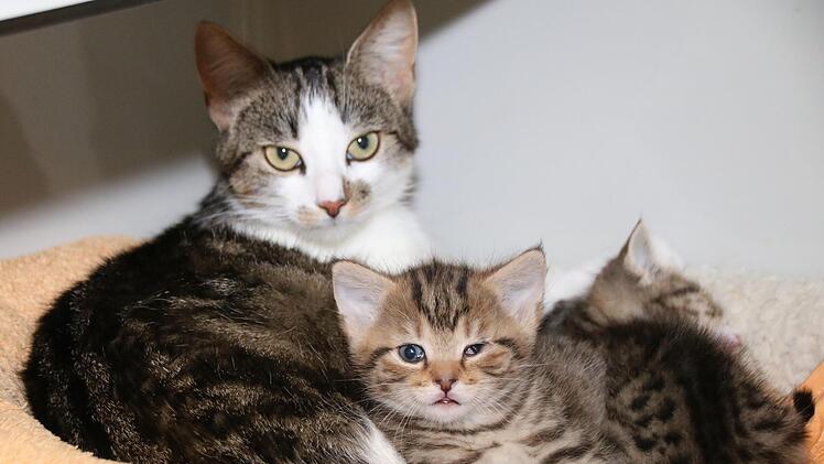 Immerhin: Diese Kätzchen sind mit ihrer Mutter abgegeben worden. Aber auch sie sind krank, müssen aufgepäppelt werden. 150 Katzen leben derzeit im Tierheim Wannigsmühle. Die Mitarbeiter sind am Limit. Foto: Thomas Malz