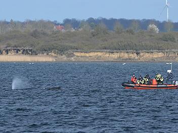 Buckelwal in Wismarer Bucht