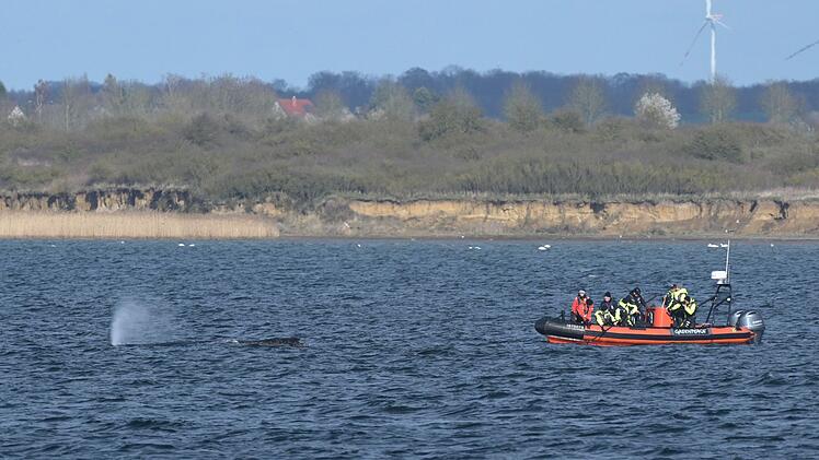 Buckelwal in Wismarer Bucht