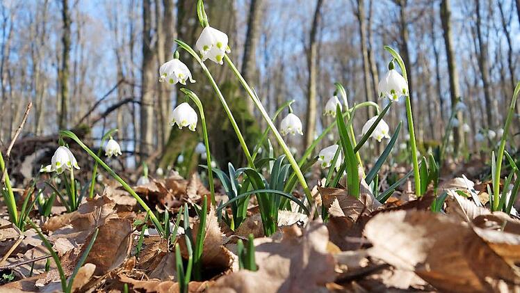 Die Märzenbecherblüte am Possenberg zwischen Münnerstadt und Poppenlauer hat begonnen. Foto: Heike Beudert
