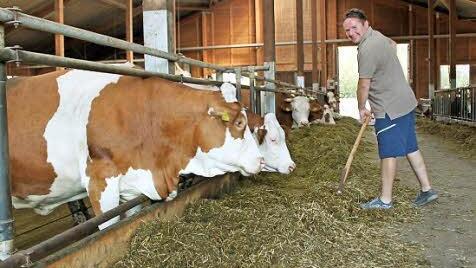 50 Milchkühe hält Holger Knörrer. Mit dem Futter könnte es im Frühjahr eng werden.