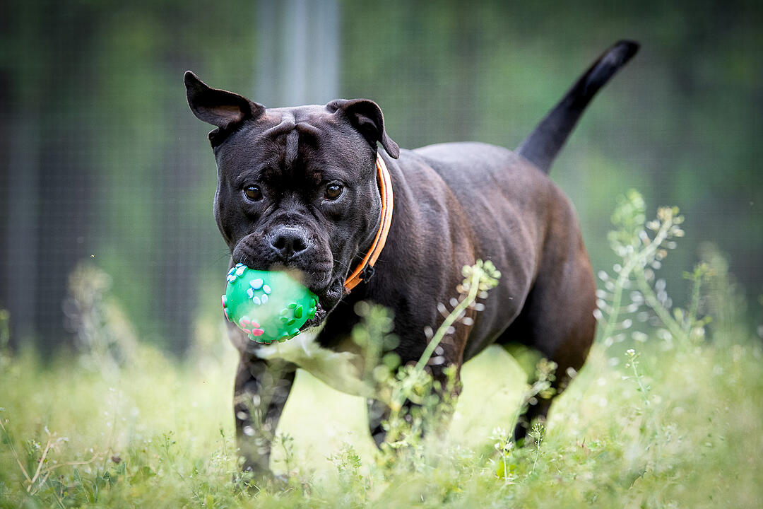 Pitbull Terrier und Co.: Diese "Listenhunde" leben derzeit im Tierheim Nürnberg
