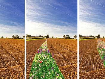 Die Bl&uuml;hstreifen sollen das Feld durchwandern.