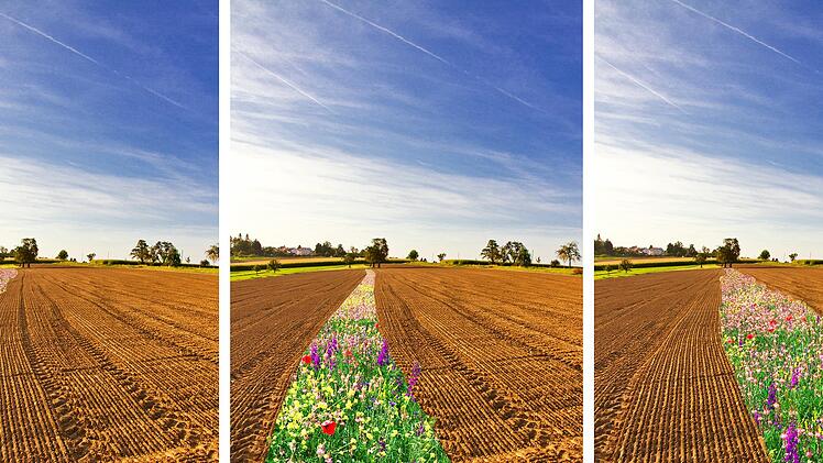 Die Blühstreifen sollen das Feld durchwandern.