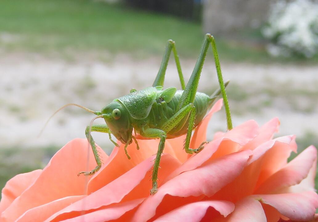 Die schönsten Sommerfotos aus Haßfurt und Umgebung