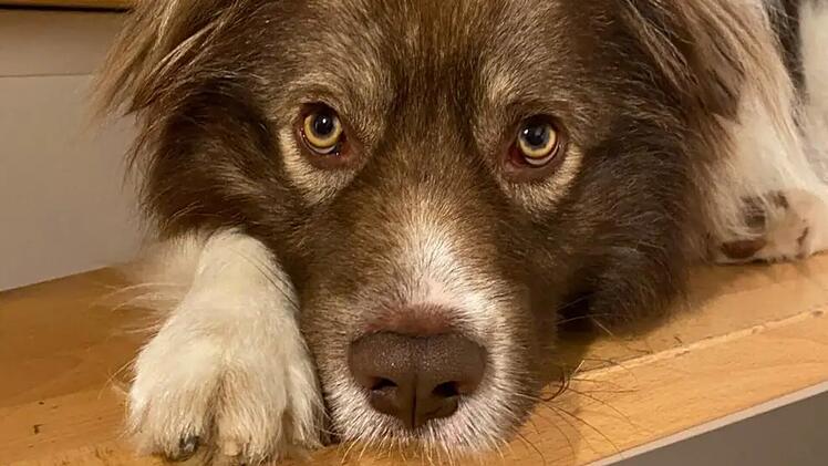 Tierheim Bamberg: Was wurde aus "originell aussehendem Rudi"?