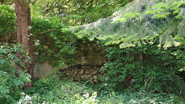 Alte Mauern bieten zahlreichen Tieren Unterschlupf - unter anderem Salamandern.Foto: Katrin Geyer