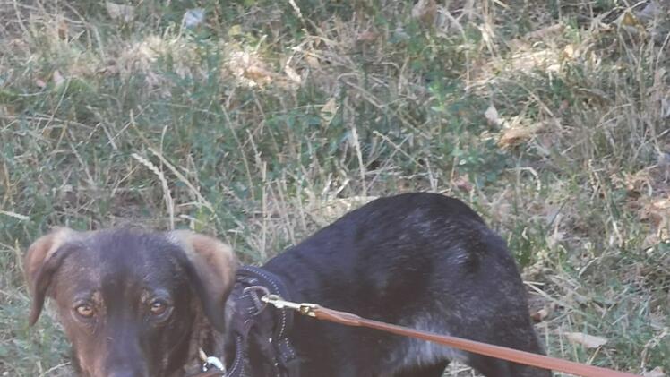 Tierheim Bamberg: Hund Benji aus Rumänien sucht ein neues Zuhause